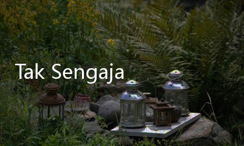 Tak Sengaja Menabrak Kucing, Bagaimana Hukumnya dalam Islam?